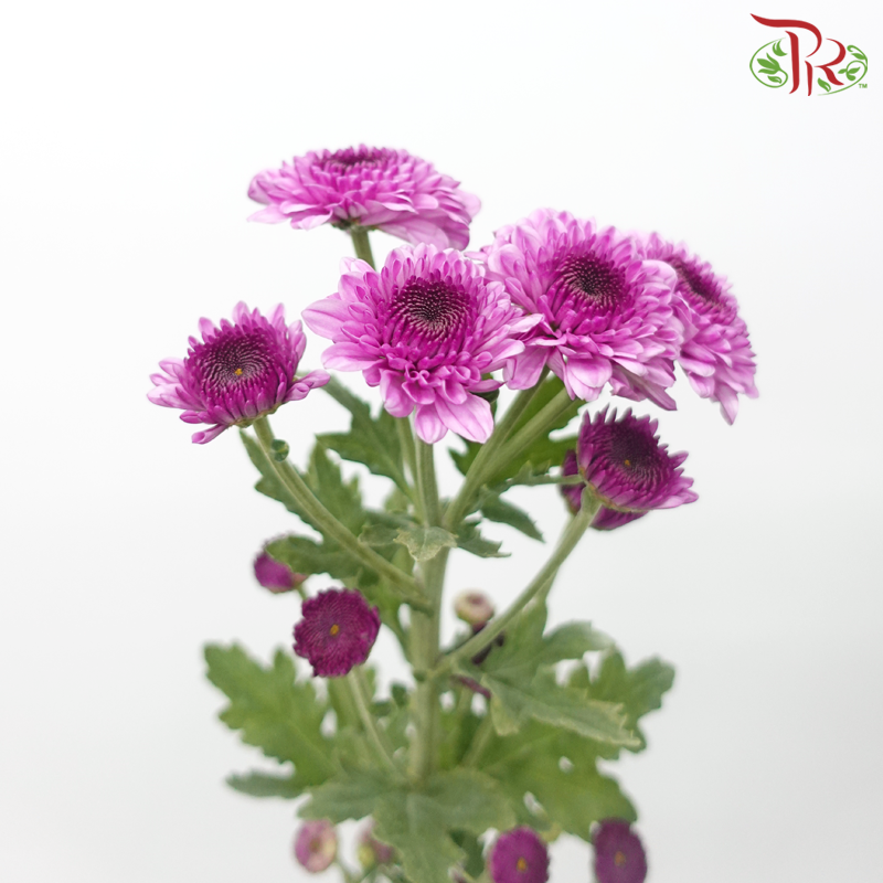 Chrysanthemum Pompom - Hardy Dark Purple (12 Stems)-Dark Purple-Malaysia-prflorist.com.my