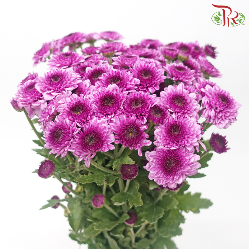 Chrysanthemum Pompom - Hardy Dark Purple (12 Stems)-Dark Purple-Malaysia-prflorist.com.my
