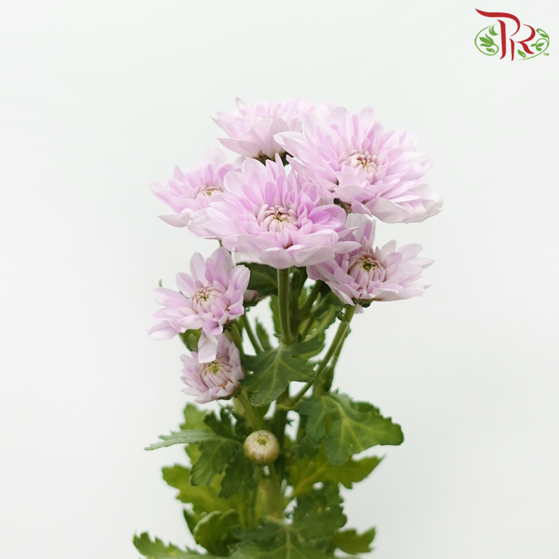 Chrysanthemum Pompom Kalimba - Light Pink (12 Stems)-Light Pink-Malaysia-prflorist.com.my