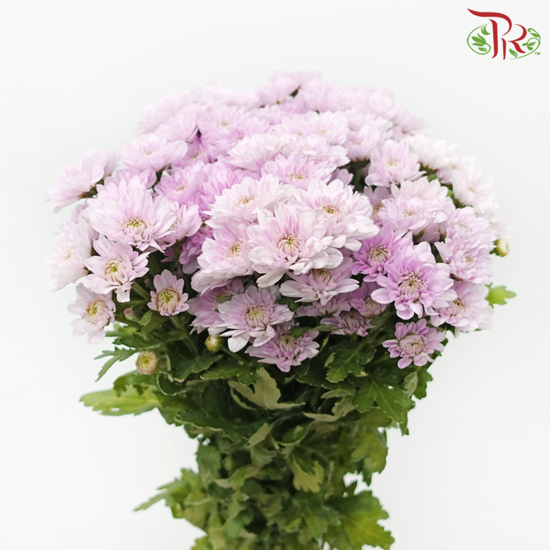 Chrysanthemum Pompom Kalimba - Light Pink (12 Stems)-Light Pink-Malaysia-prflorist.com.my