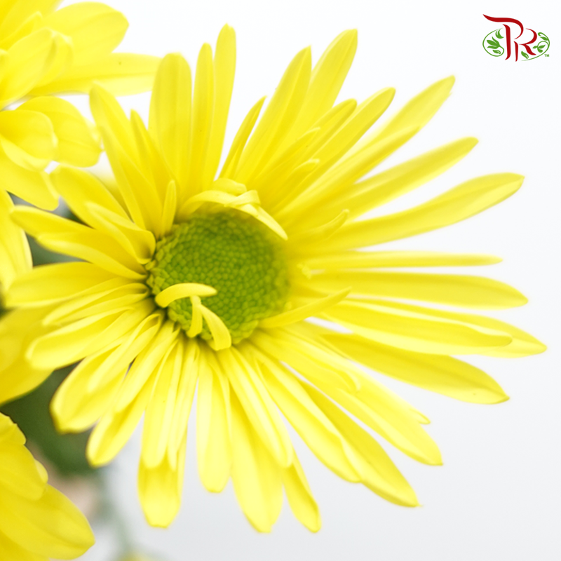 Chrysanthemum Pompom Lemon Eye - Yellow (12 Stems)-Yellow-Malaysia-prflorist.com.my