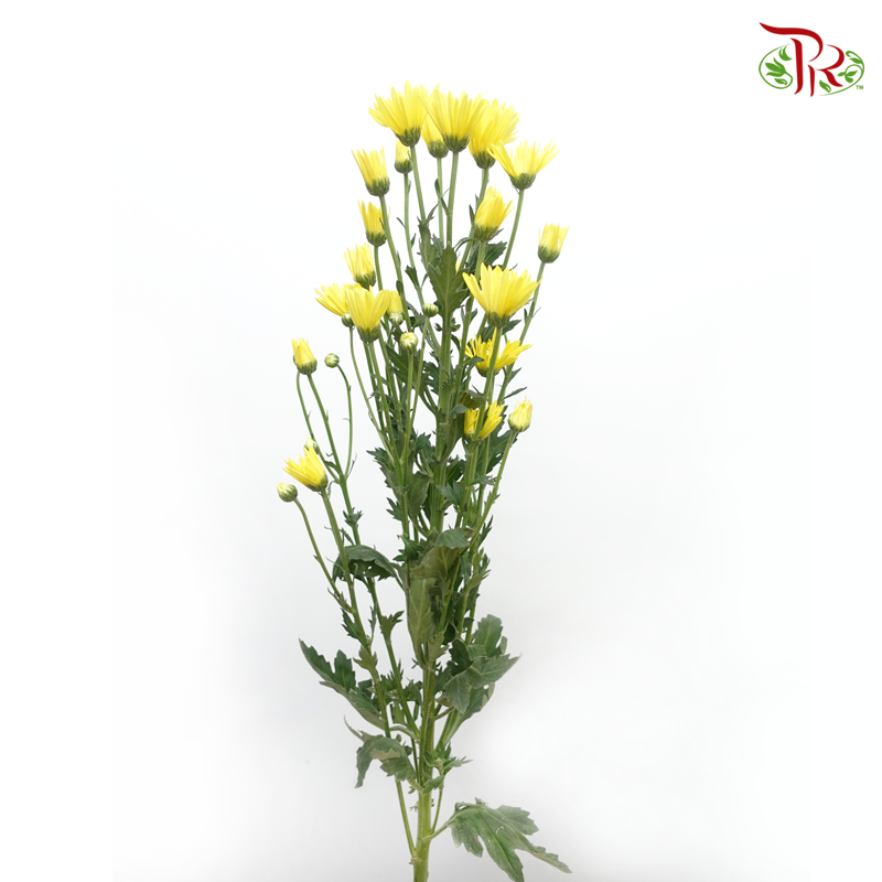 Chrysanthemum Pompom Lemon Eye - Yellow (12 Stems)-Yellow-Malaysia-prflorist.com.my