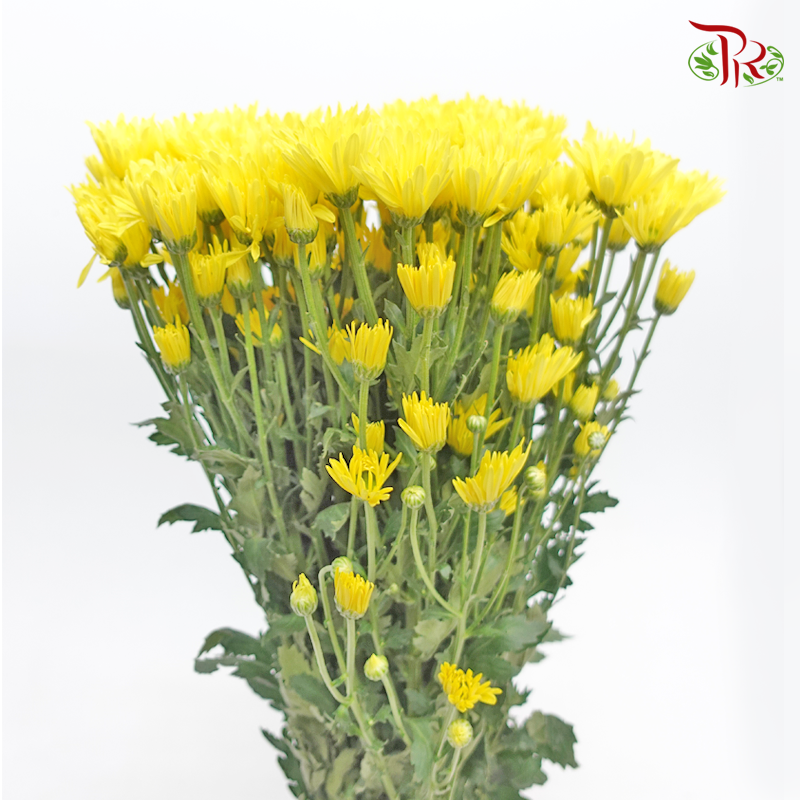 Chrysanthemum Pompom Lemon Eye - Yellow (12 Stems)-Yellow-Malaysia-prflorist.com.my