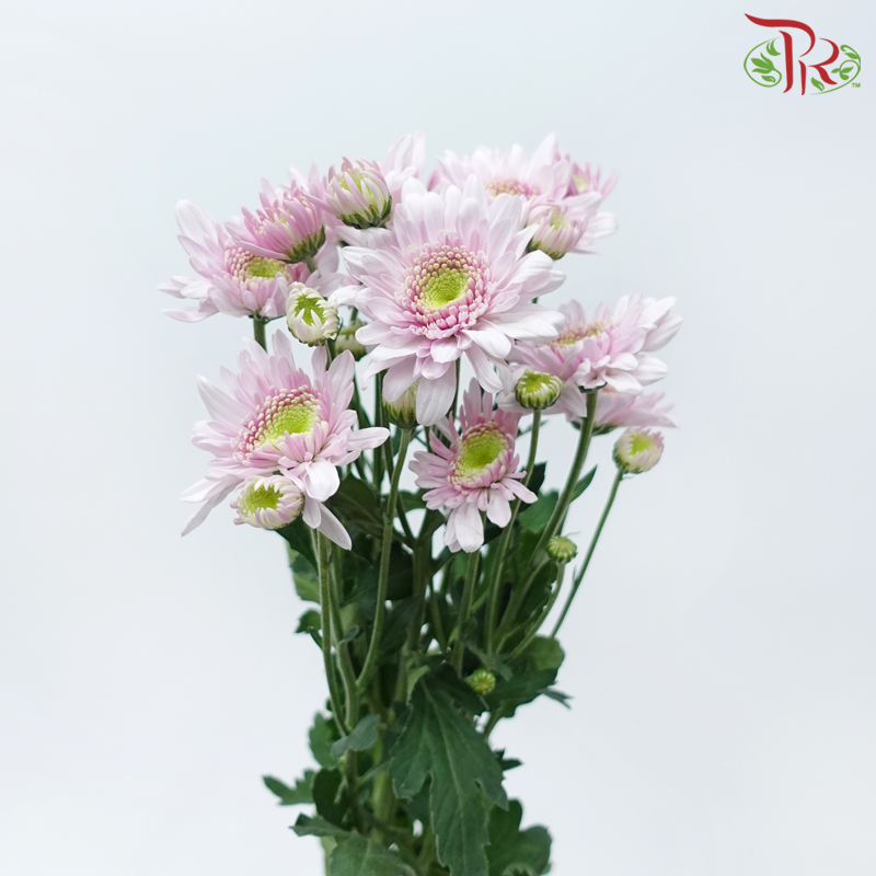 Chrysanthemum Pompom - Light Pink With Green Heart (12 Stems)-Pink-Malaysia-prflorist.com.my