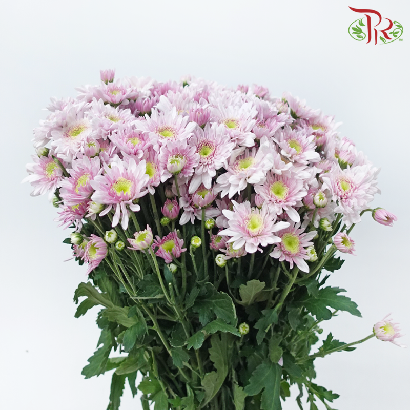 Chrysanthemum Pompom - Light Pink With Green Heart (12 Stems)-Pink-Malaysia-prflorist.com.my