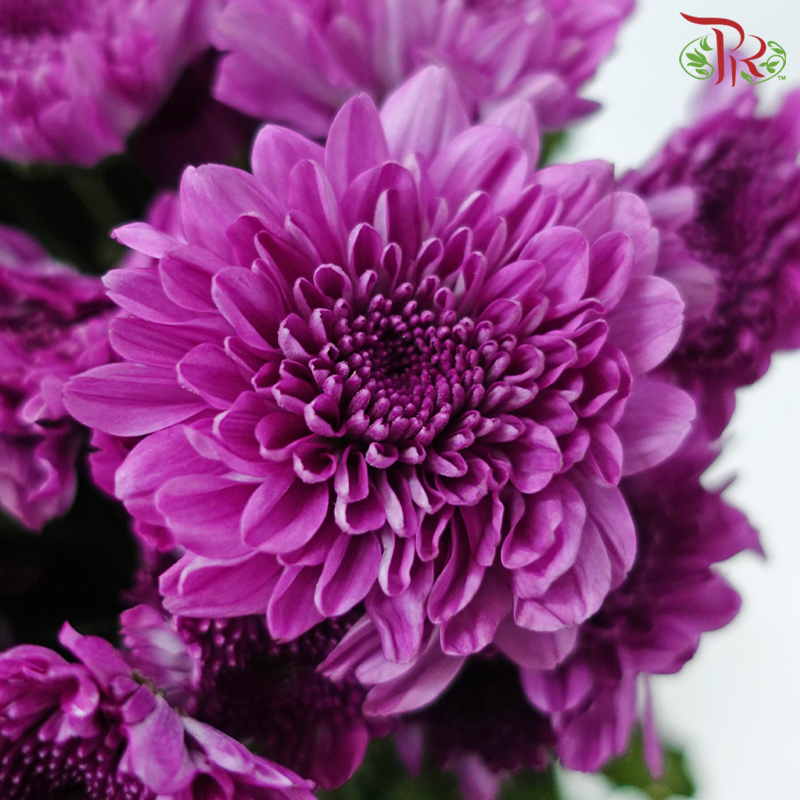 Chrysanthemum Pompom - Lollipop Purple (12 Stems)-Byzantine-Malaysia-prflorist.com.my
