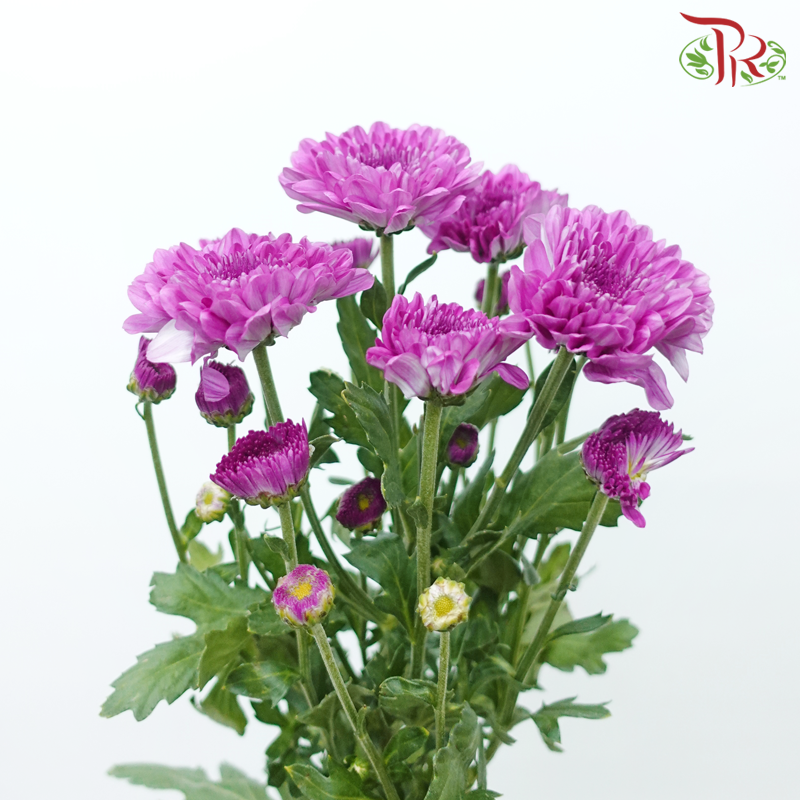 Chrysanthemum Pompom - Lollipop Purple (12 Stems)-Byzantine-Malaysia-prflorist.com.my