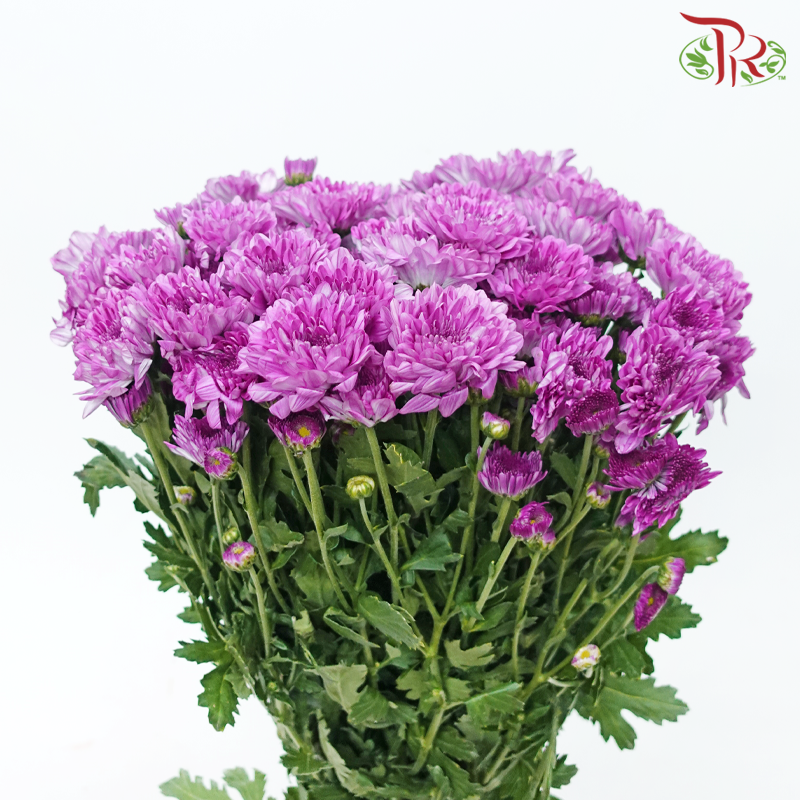 Chrysanthemum Pompom - Lollipop Purple (12 Stems)-Byzantine-Malaysia-prflorist.com.my