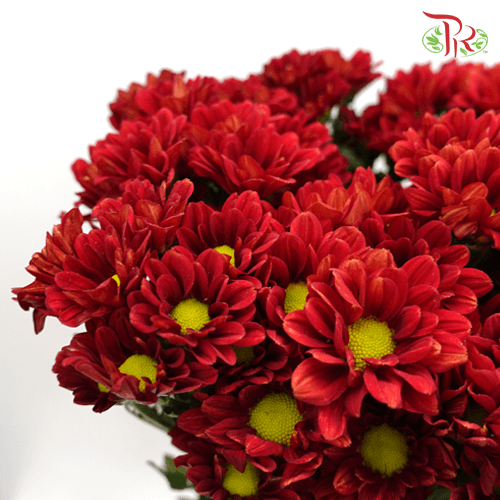 Chrysanthemum Pompom - Mexicano Red (12 Stems)-Red-Malaysia-prflorist.com.my