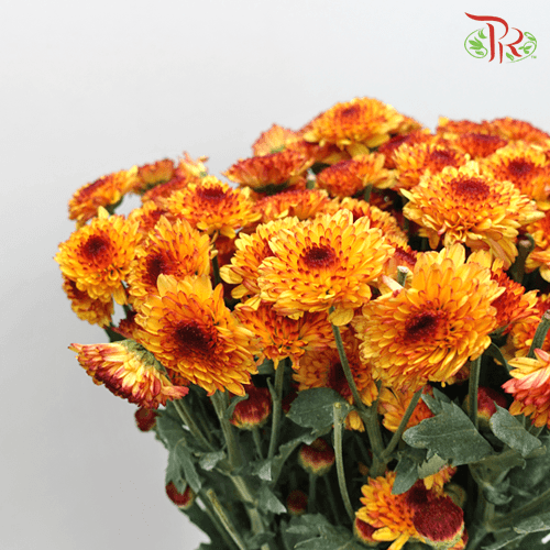 Chrysanthemum Pompom - Orange Tone (12 Stems)-Orange-Malaysia-prflorist.com.my