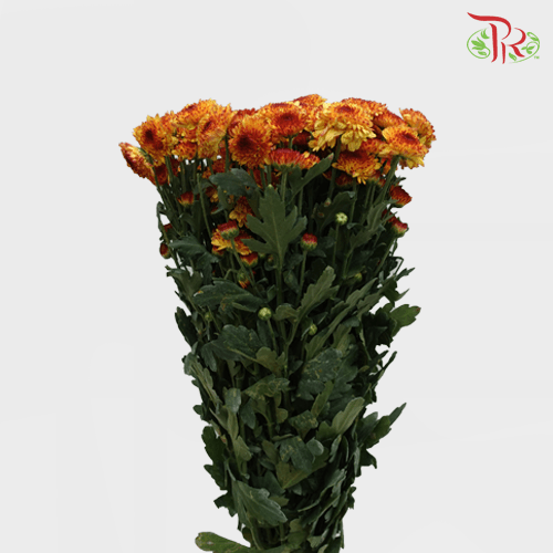 Chrysanthemum Pompom - Orange Tone (12 Stems)-Orange-Malaysia-prflorist.com.my