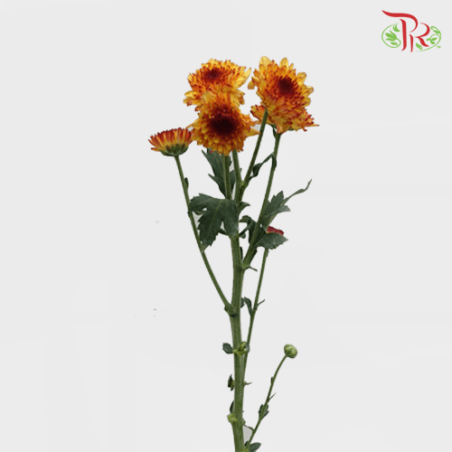 Chrysanthemum Pompom - Orange Tone (12 Stems)-Orange-Malaysia-prflorist.com.my