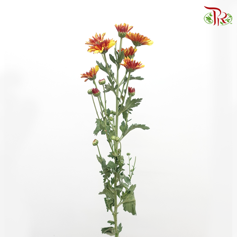 Chrysanthemum Pompom - Orange With Red Heart (12 Stems)-Orange Red-Malaysia-prflorist.com.my