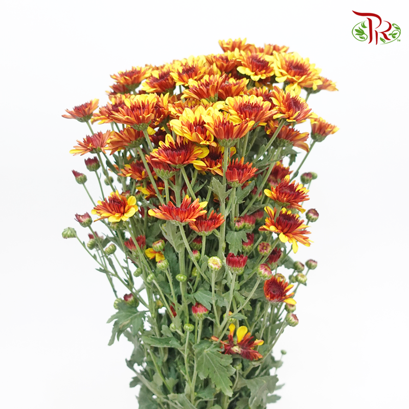 Chrysanthemum Pompom - Orange With Red Heart (12 Stems)-Orange Red-Malaysia-prflorist.com.my
