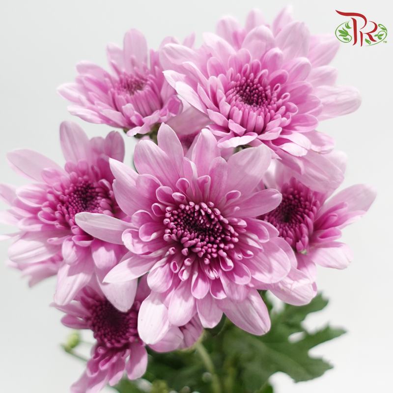 Chrysanthemum Pompom - Pearly Purple (12 Stems)-Purple-Malaysia-prflorist.com.my