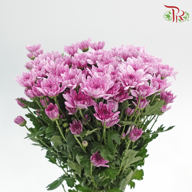 Chrysanthemum Pompom - Pearly Purple (12 Stems)-Purple-Malaysia-prflorist.com.my