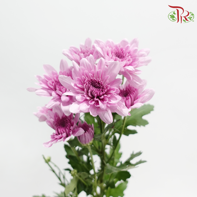 Chrysanthemum Pompom - Pearly Purple (12 Stems)-Purple-Malaysia-prflorist.com.my