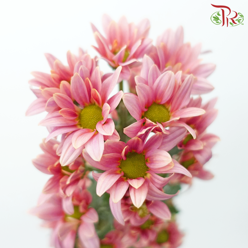 Chrysanthemum Pompom - Pink With Green Heart (12 Stems)-Pink With Green Heart-Malaysia-prflorist.com.my