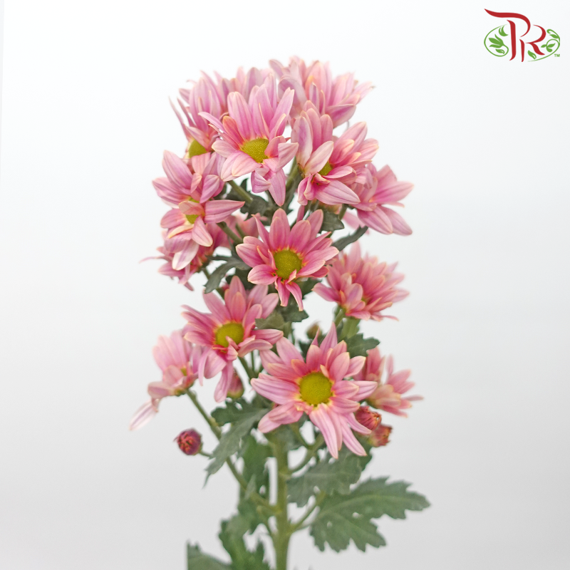 Chrysanthemum Pompom - Pink With Green Heart (12 Stems)-Pink With Green Heart-Malaysia-prflorist.com.my