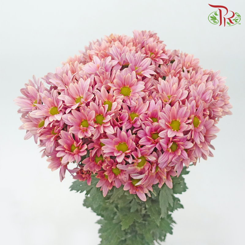 Chrysanthemum Pompom - Pink With Green Heart (12 Stems)-Pink With Green Heart-Malaysia-prflorist.com.my