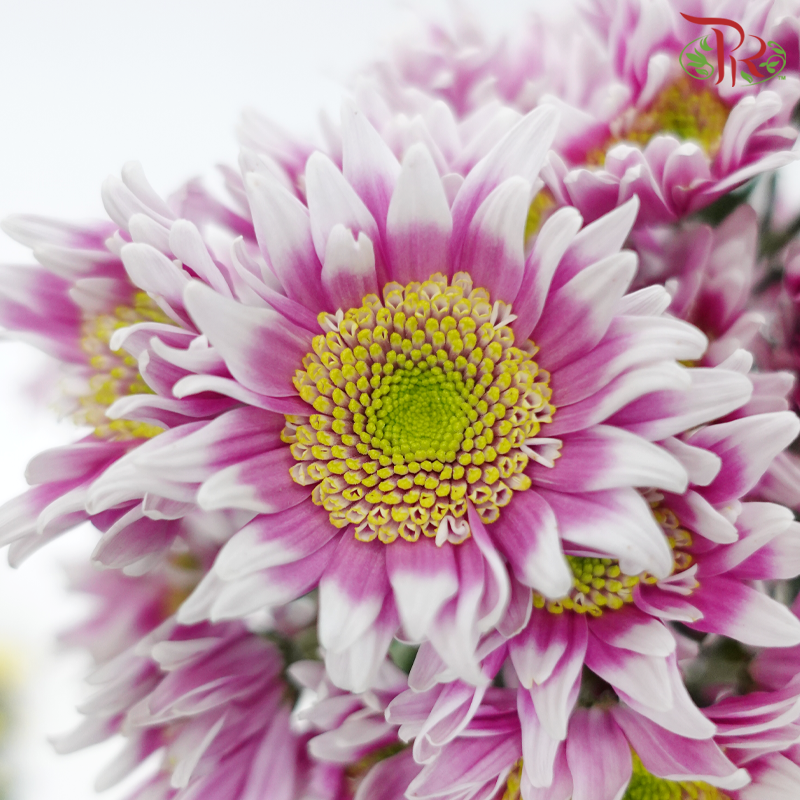 Chrysanthemum Pompom - Pink With Yellow Heart (12 Stems)-Pink With Yellow Heart-Malaysia-prflorist.com.my