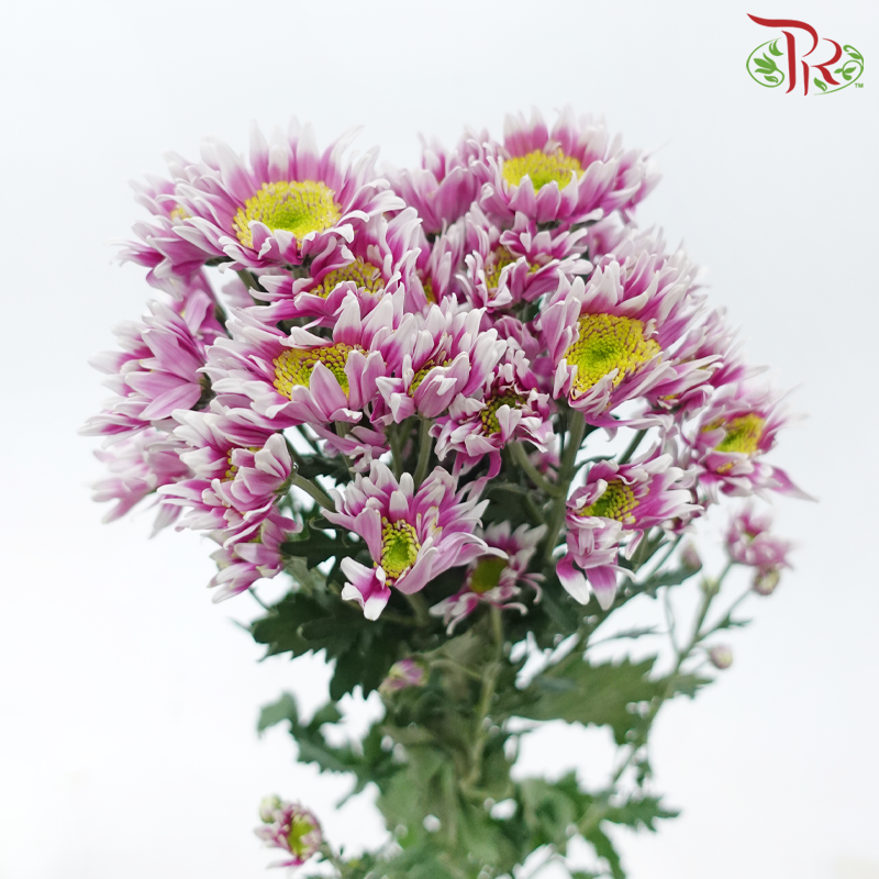 Chrysanthemum Pompom - Pink With Yellow Heart (12 Stems)-Pink With Yellow Heart-Malaysia-prflorist.com.my