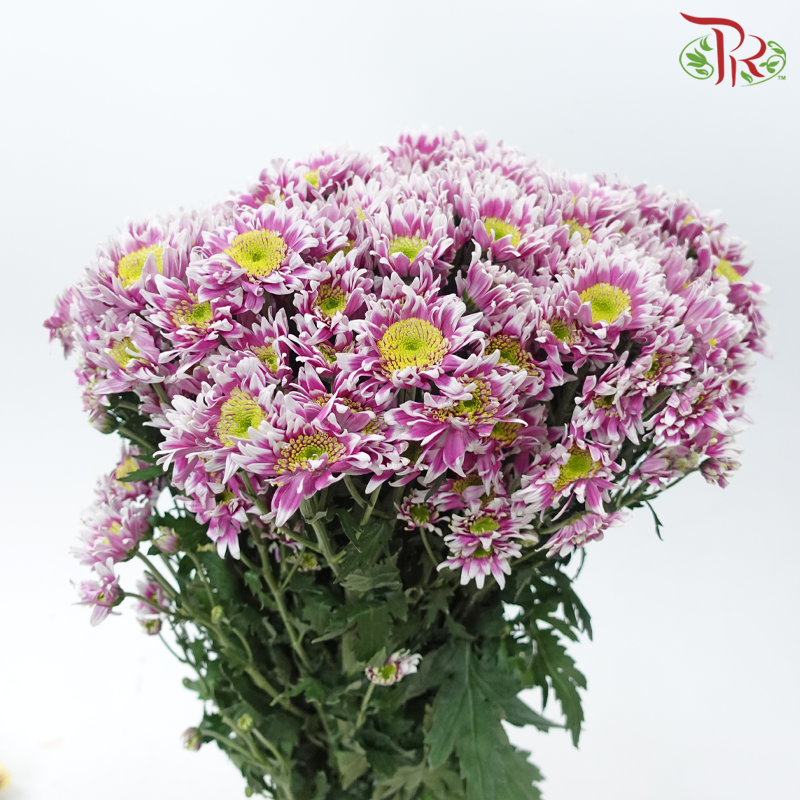 Chrysanthemum Pompom - Pink With Yellow Heart (12 Stems)-Pink With Yellow Heart-Malaysia-prflorist.com.my