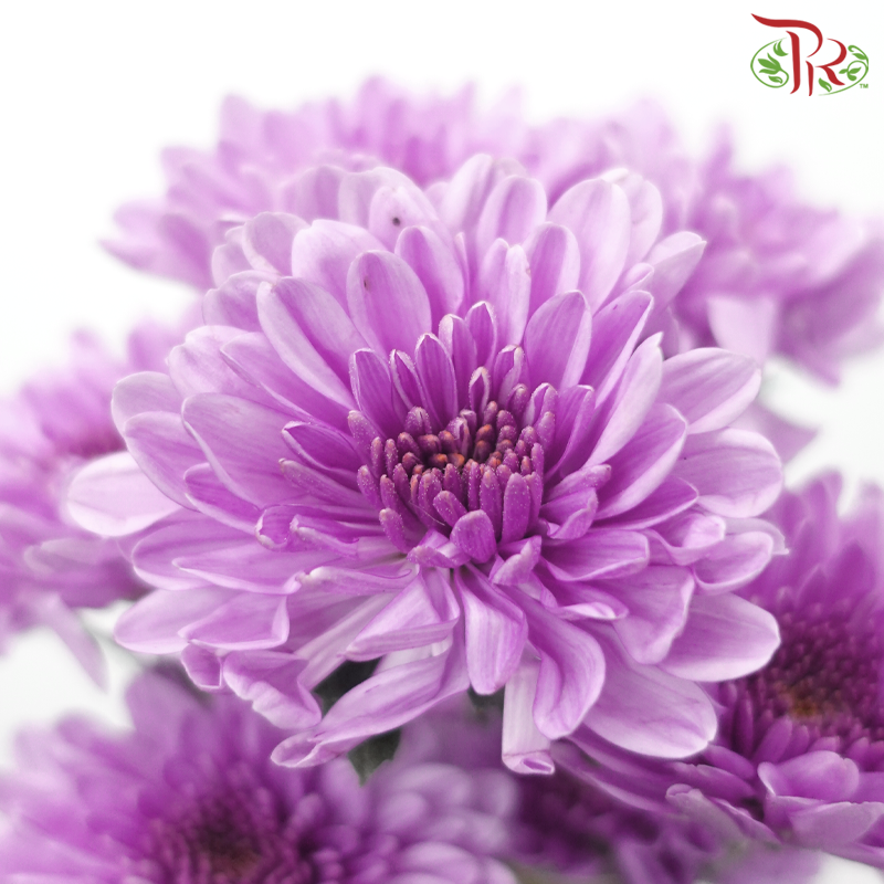 Chrysanthemum Pompom - Purple (12 Stems)-Purple-Malaysia-prflorist.com.my