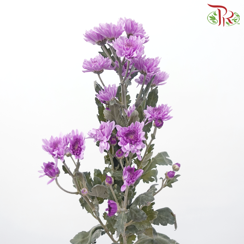 Chrysanthemum Pompom - Purple (12 Stems)-Purple-Malaysia-prflorist.com.my