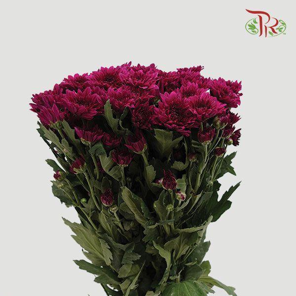 Chrysanthemum Pompom - Purple (12 Stems)-Purple-Malaysia-prflorist.com.my
