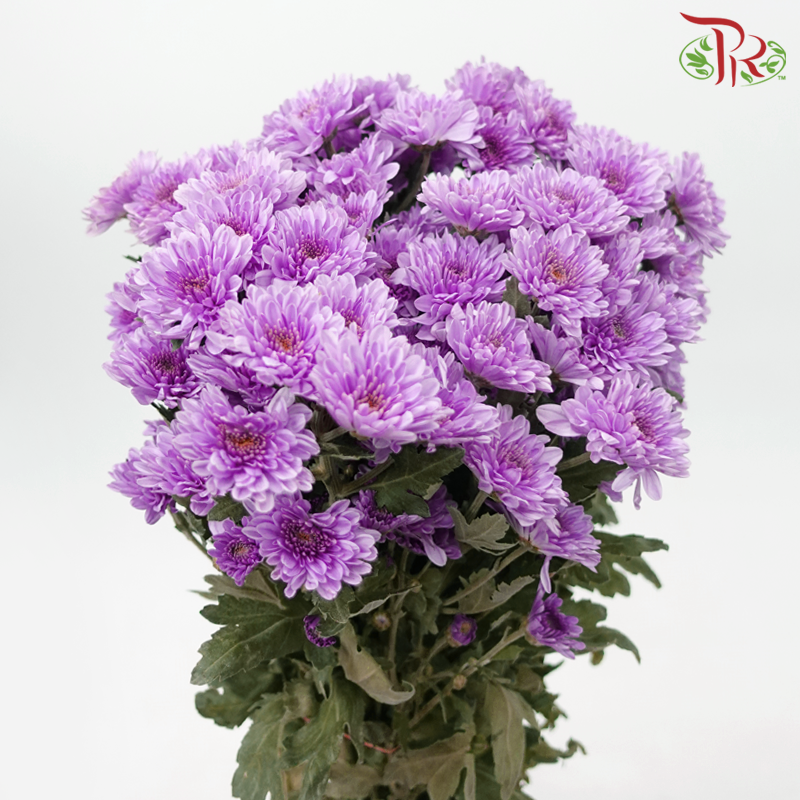 Chrysanthemum Pompom - Purple (12 Stems)-Purple-Malaysia-prflorist.com.my