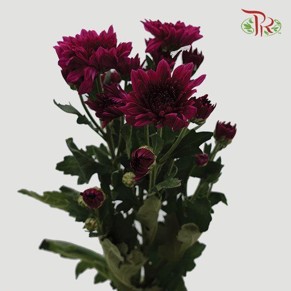 Chrysanthemum Pompom - Purple (12 Stems)-Purple-Malaysia-prflorist.com.my