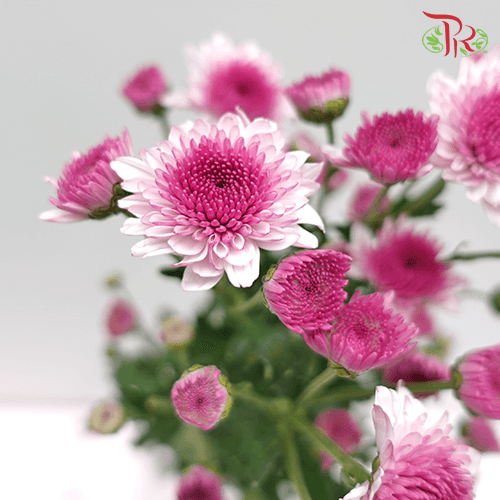 Chrysanthemum Pompom - Purple Tone (12 Stems)-Purple-Malaysia-prflorist.com.my