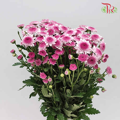 Chrysanthemum Pompom - Purple Tone (12 Stems)-Purple-Malaysia-prflorist.com.my