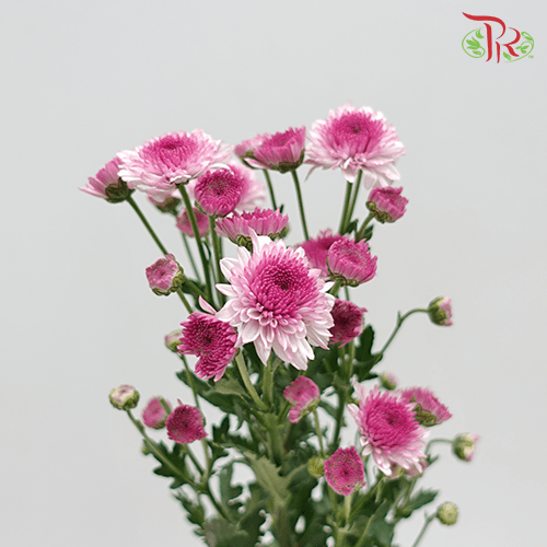 Chrysanthemum Pompom - Purple Tone (12 Stems)-Purple-Malaysia-prflorist.com.my