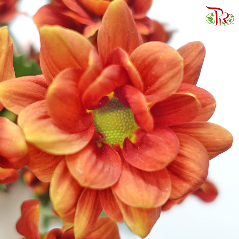Chrysanthemum Pompom - Russet (12 Stems)-Russet-Malaysia-prflorist.com.my