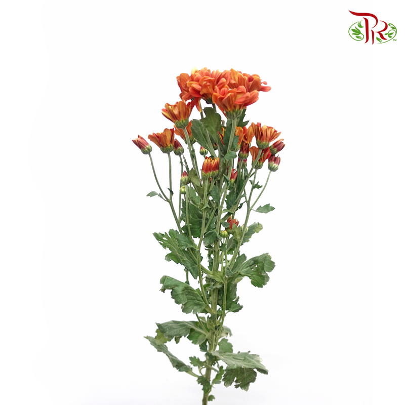 Chrysanthemum Pompom - Russet (12 Stems)-Russet-Malaysia-prflorist.com.my