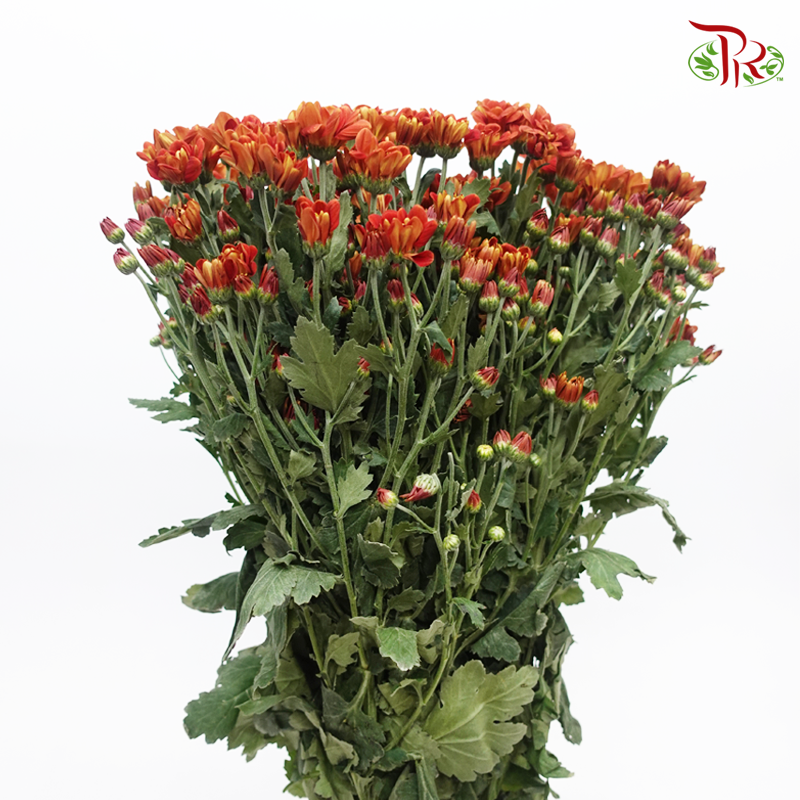 Chrysanthemum Pompom - Russet (12 Stems)-Russet-Malaysia-prflorist.com.my