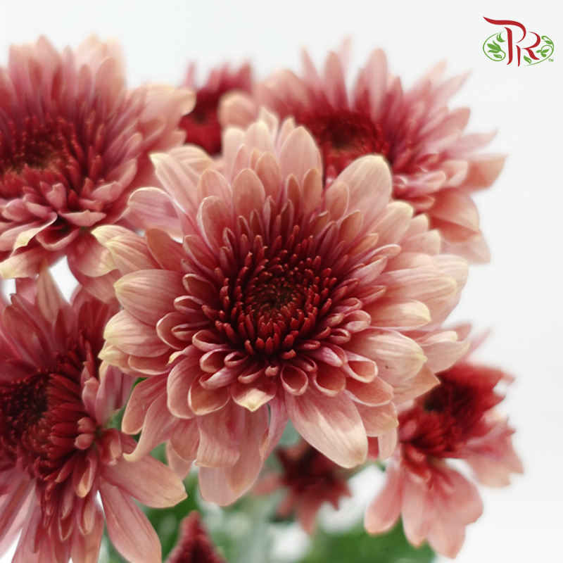 Chrysanthemum Pompom - Salmon Red (12 Stems)-Red-Malaysia-prflorist.com.my