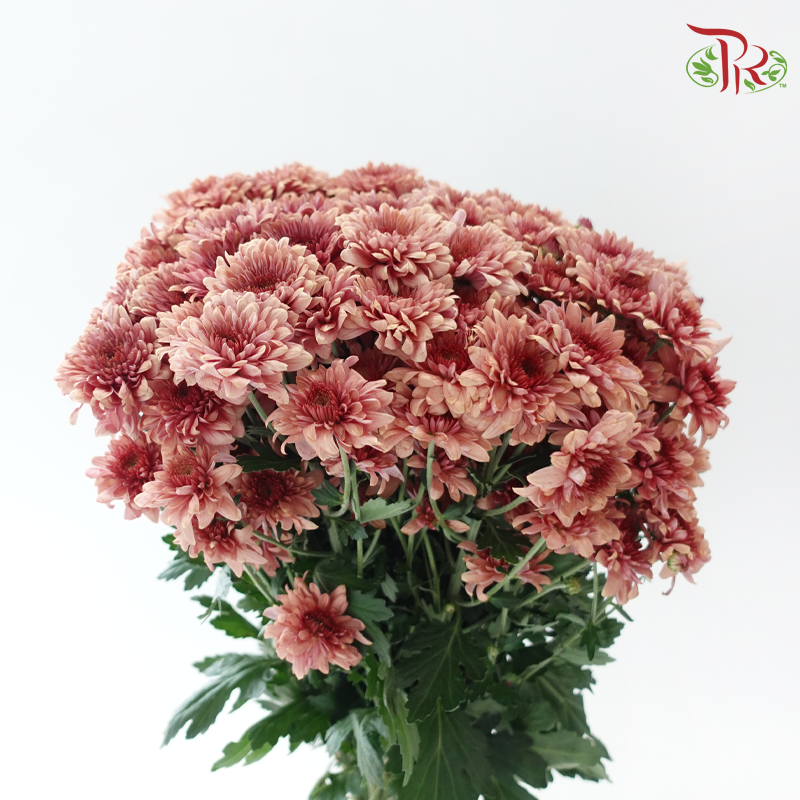 Chrysanthemum Pompom - Salmon Red (12 Stems)-Red-Malaysia-prflorist.com.my