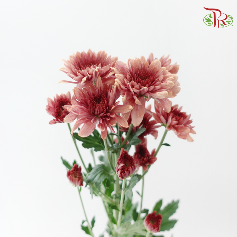 Chrysanthemum Pompom - Salmon Red (12 Stems)-Red-Malaysia-prflorist.com.my