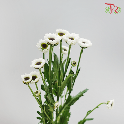 Chrysanthemum Pompom - Santini (Per Bunch)-White-China-prflorist.com.my