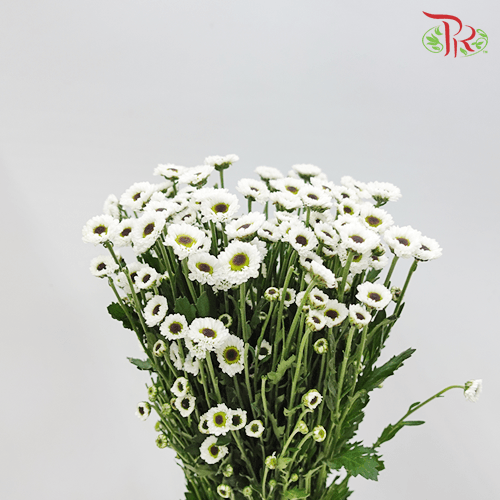 Chrysanthemum Pompom - Santini (Per Bunch)-White-China-prflorist.com.my