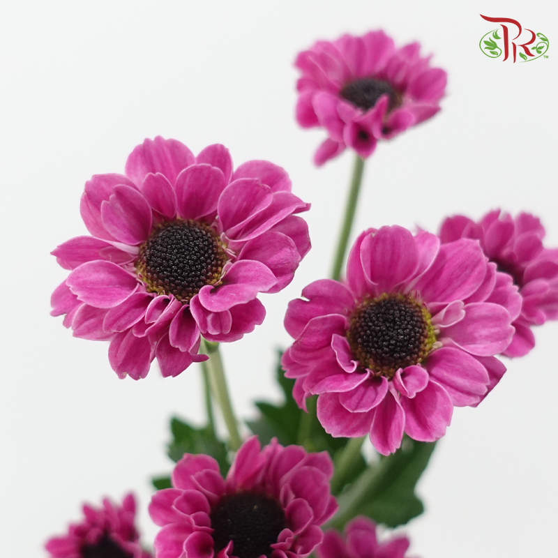 Chrysanthemum Pompom - Santini Purple (12 Stems)-Purple-Malaysia-prflorist.com.my