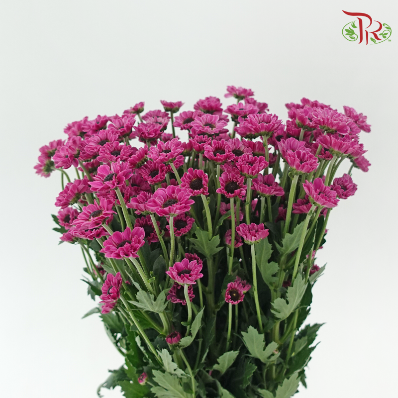 Chrysanthemum Pompom - Santini Purple (12 Stems)-Purple-Malaysia-prflorist.com.my