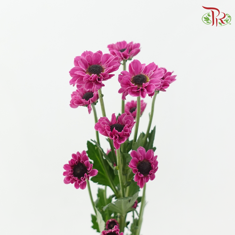 Chrysanthemum Pompom - Santini Purple (12 Stems)-Purple-Malaysia-prflorist.com.my