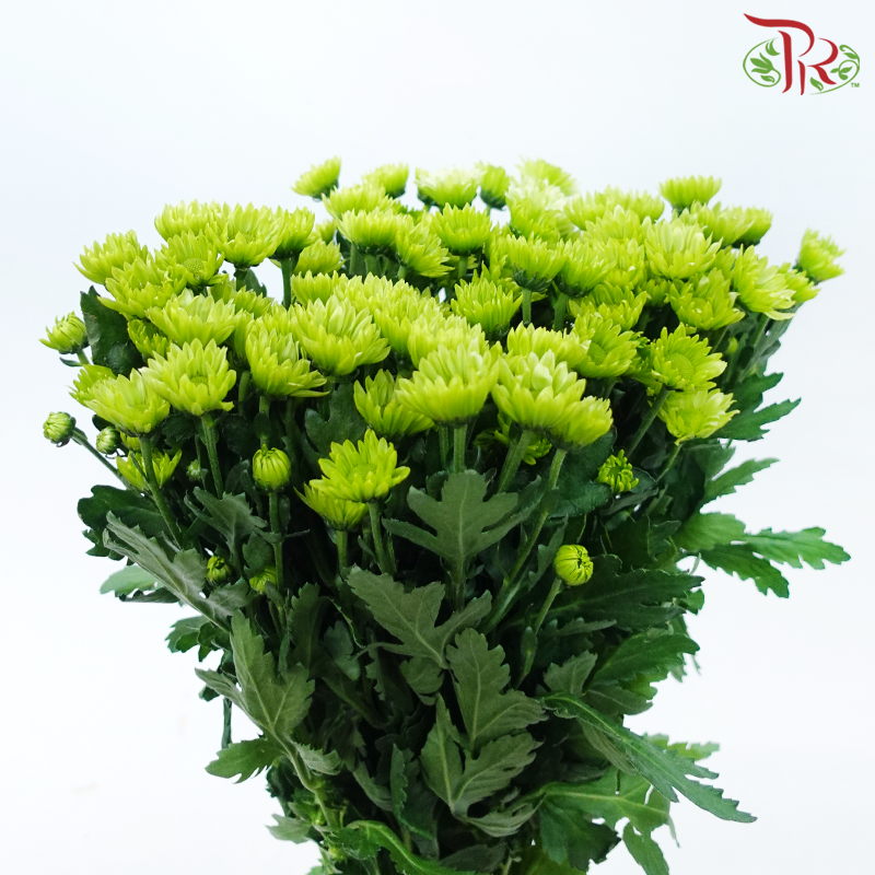 Chrysanthemum Pompom Santini - Turtle Green (12 Stems)-Green With Green Heart-Malaysia-prflorist.com.my