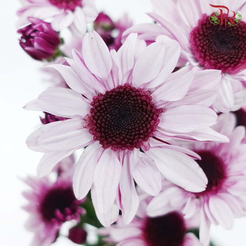 Chrysanthemum Pompom Stresa - Lavender (12 Stems)-Lavender-Malaysia-prflorist.com.my