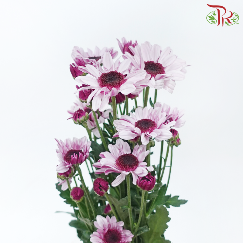 Chrysanthemum Pompom Stresa - Lavender (12 Stems)-Lavender-Malaysia-prflorist.com.my