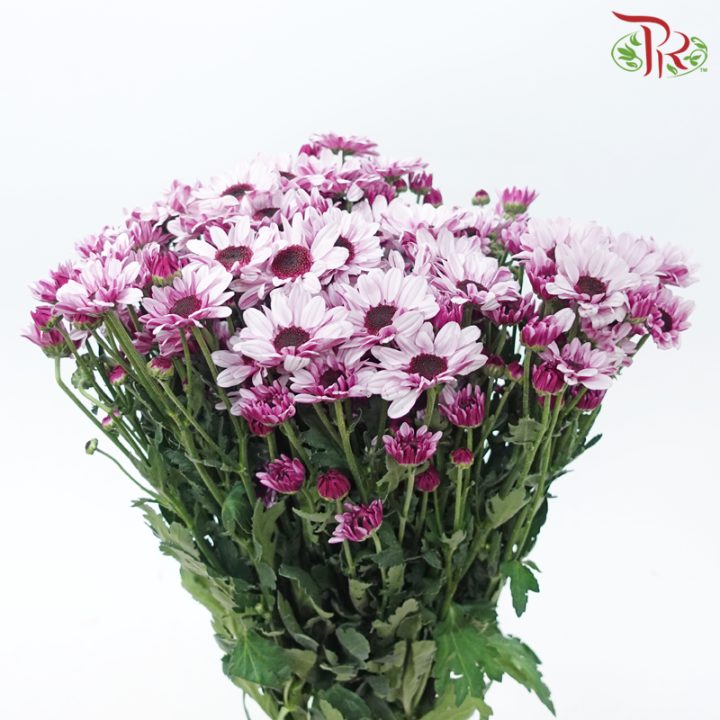 Chrysanthemum Pompom Stresa - Lavender (12 Stems)-Lavender-Malaysia-prflorist.com.my